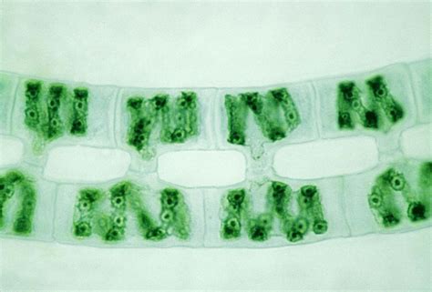 Spirogyra | Definition, Structure, Reproduction, & Facts | Britannica