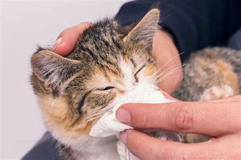 How To Help Kitten With Stuffy Nose | Detroit Chinatown