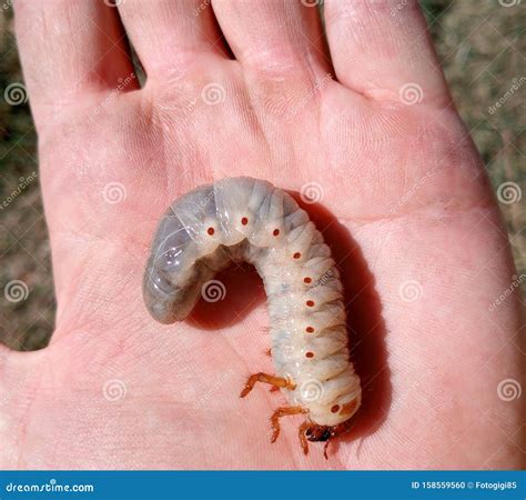 Rhinoceros Beetle, Rhino Beetle Larvae In A Mans Hand. Large Beetle ...