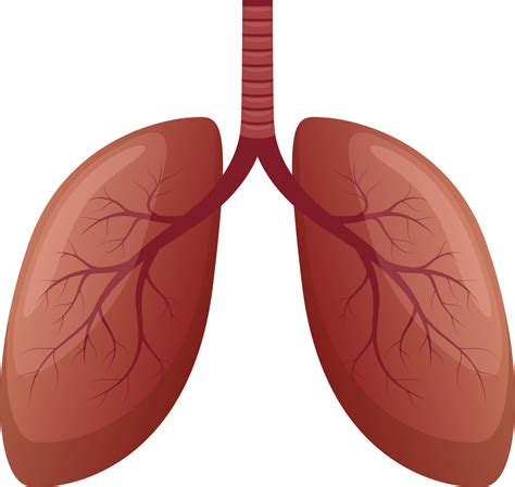 Lung clipart design illustration 9302612 PNG