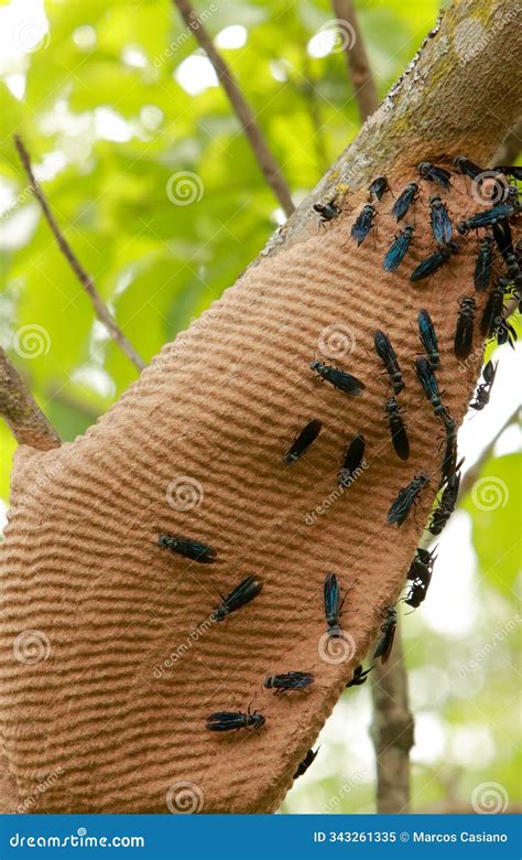 Black Wasps or Mud Dauber Swarming Around Their Nest or Colony Stock ...