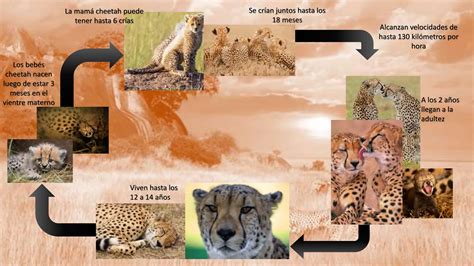 Ciclo de vida de los cheetah cheetah life cycle.pptx