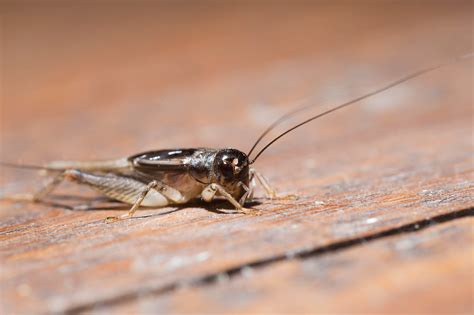 How to Get Rid of Crickets | Treat for Crickets | TERRO.com