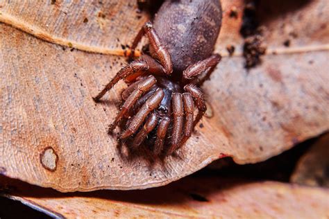 Rescuing the matriarch trapdoor spiders of Porongurup - Australian ...