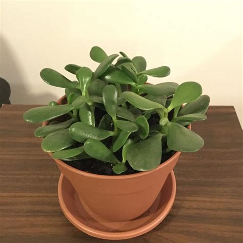 Types Of Jade Plants - Plant Ideas