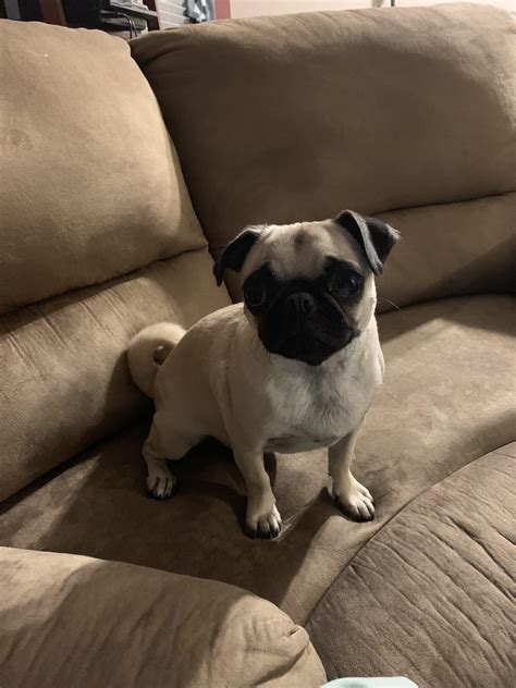 Happy National Pugs Day from Ada! : r/pugs