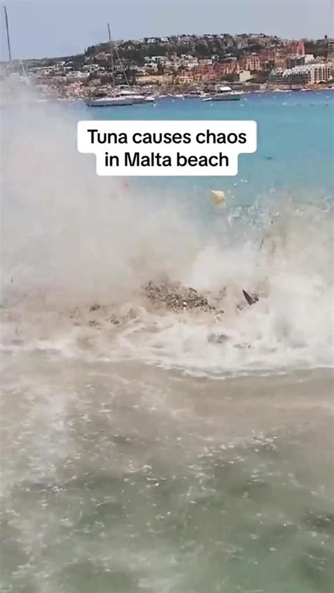 Tuna gone wild. - One News Page VIDEO