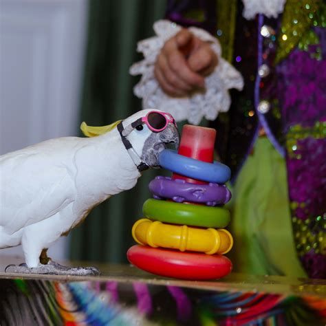 5 Curly-Haired Dogs, According to Pet Experts - Parade Pets