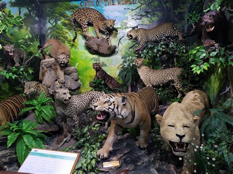 Rahmat International Wildlife Museum Tiket & Koleksi Feb 2026
