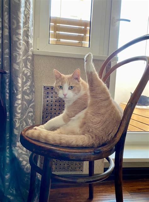 жШ I vi / cats :: leg spreading - JoyReactor