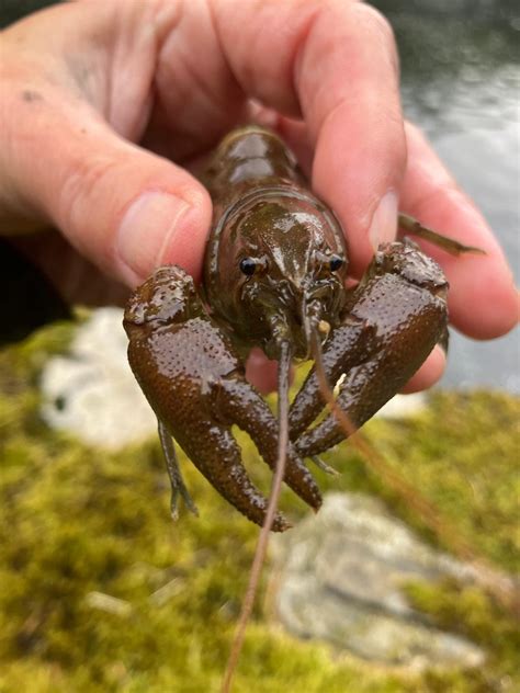 White-clawed Crayfish - Bug Directory - Buglife