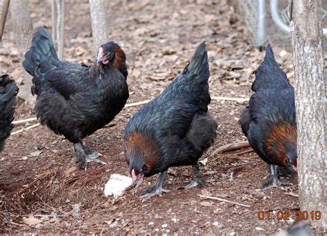 Black Copper Maran Chickens