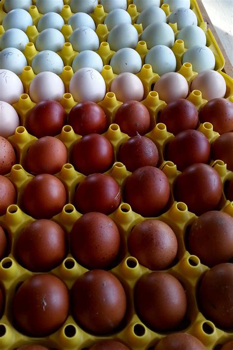 Cuckoo Maran Chicken Eggs