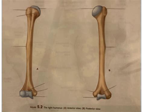 Right humerus bone/bone markings Quiz