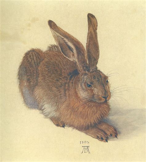 A Young Hare (1502) by Albrecht Durer - Artchive