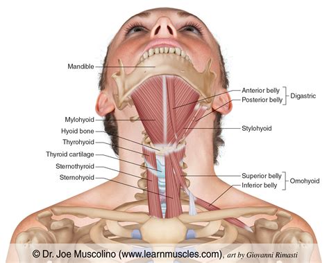 Sternohyoid Cadaver