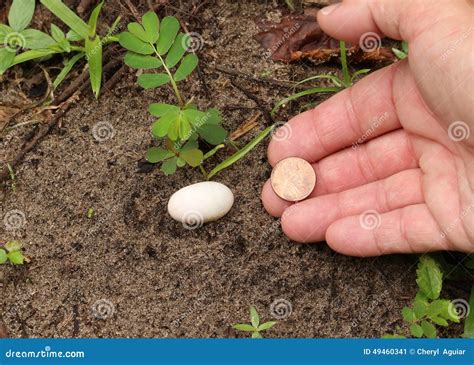 Box Turtle Eggs