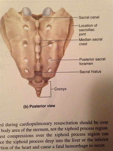 What Is Pressure Ulcer Of Sacral Region Stage 3 at Linda France blog