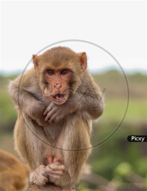 Images Of Indian Monkeys