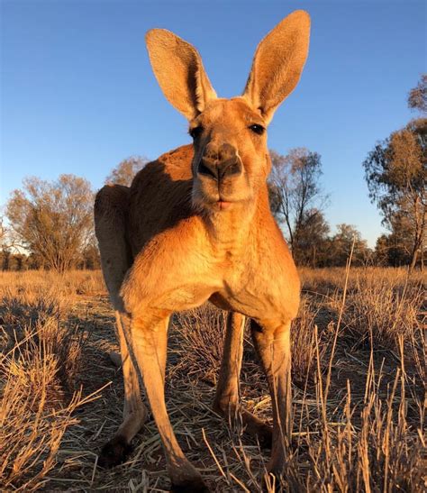 Roger The Kangaroo Sanctuary Alice Springs resident
