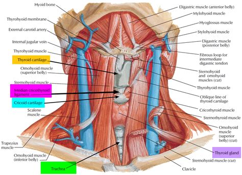 Thyroid Glands Neck