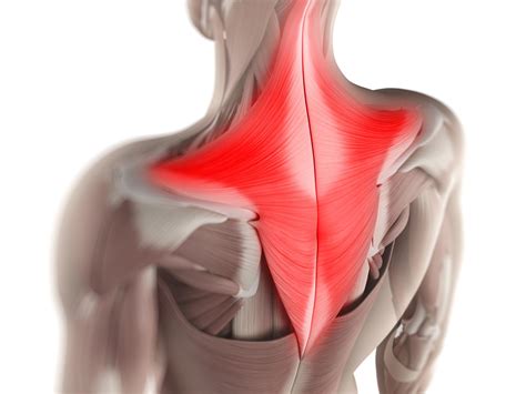 Trapezius Muscle Diagram