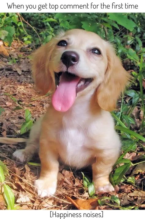 happy doggo : r/meme