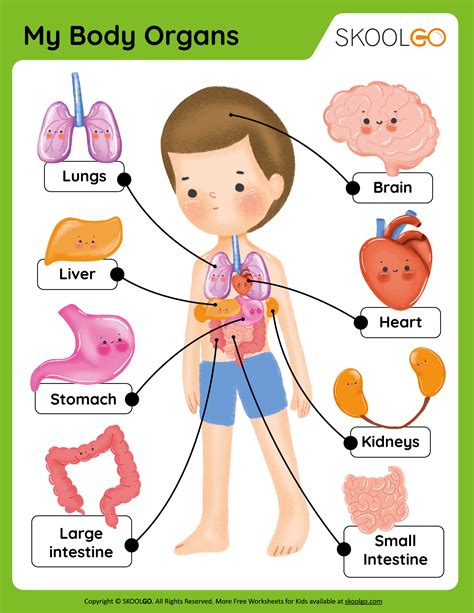 Human Body Internal Organs Worksheet at Dalton Finn blog