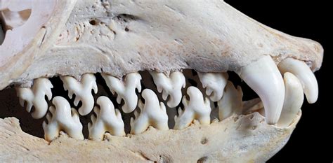 Teeth of a Crabeater Seal : pics
