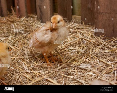 Three week old chicks in a barn brooder Stock Photo - Alamy