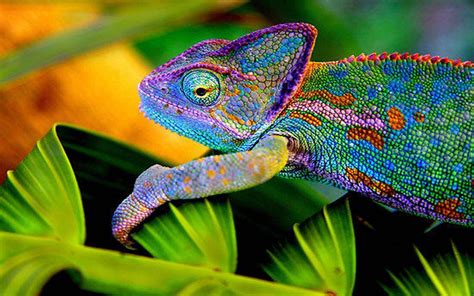 Chameleon Wallpapers - Wallpaper Cave
