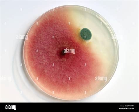 Culture of mold growing in a petri dish on a PDA, agar nutrient plate ...