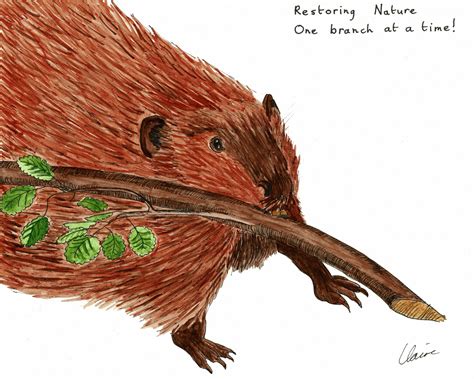 Nature Recovery Art Exhibition - Conservation Optimism