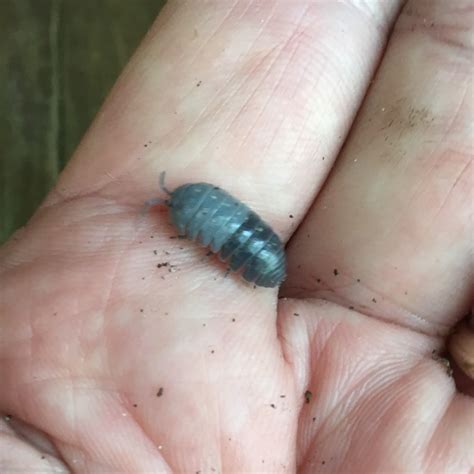 Two-Toned Rolly Pollies? | Our Mississippi Home