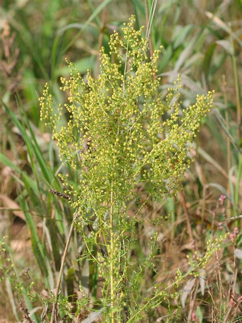 Artemisia annua - Wikipedia