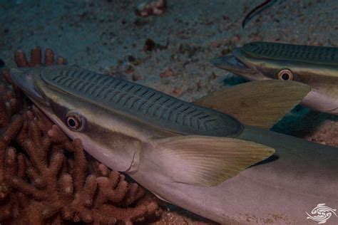 Remoras Fishing Interesting Photographs | Seaunseen