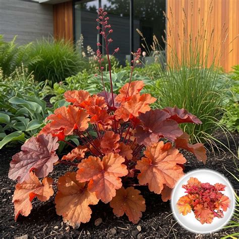 Heuchera 'Marmalade' - Plantă Perenă Frunze Decorative | Pepiniera Sibiu