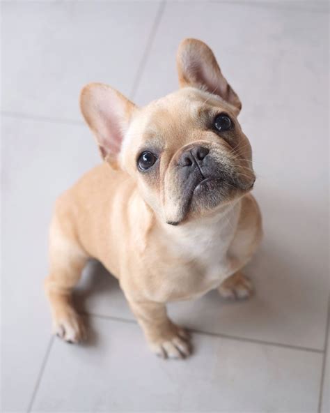 Adorable French Bulldog