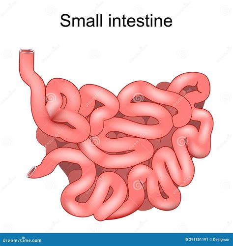 Small Intestine stock vector. Illustration of nutrient - 291851191
