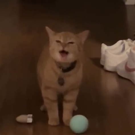 Stream The Kiffness - I Go Meow by bOppossum | Listen online for free ...