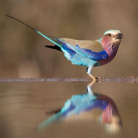 (13) Twitter | Lilac breasted roller, Birds, Beautiful birds