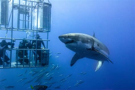 Great White Shark Cage Diving Cape Town:Experience The Ultimate Thrill