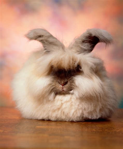 Baby French Angora Rabbit