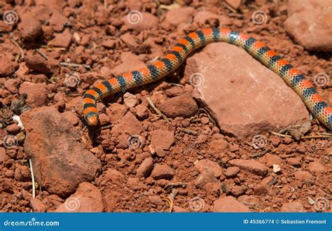 Western Ground Snake