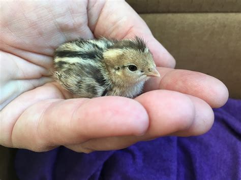 Baby Quails For Sale at Tara Brothers blog