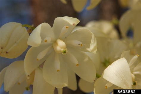 chaparral yucca (Hesperoyucca whipplei (Torr.) Baker)