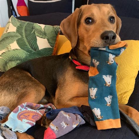 Beagador: Labrador Retriever & Beagle - The Dogman