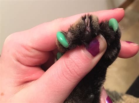 How to Put on Cat Nail Caps : 6 Steps - Instructables