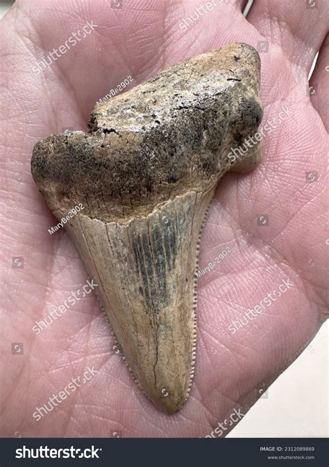 Sand Tiger Shark Tooth