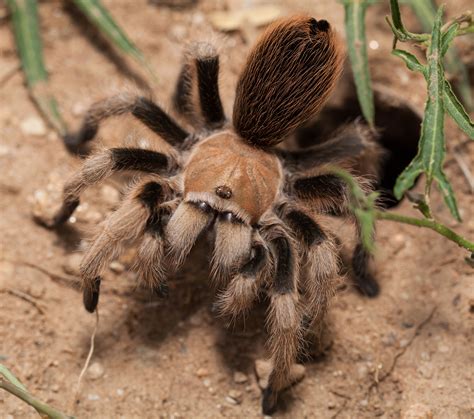 Cute Pictures Of Tarantulas : 10 Best Tarantula Species To Keep As Pets ...